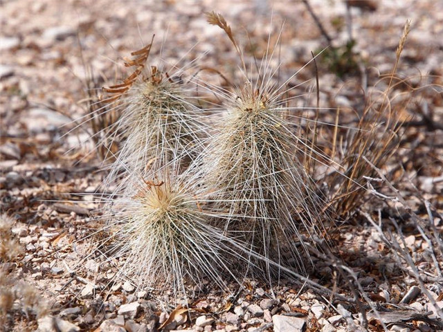 Echinocereus-longisetus3