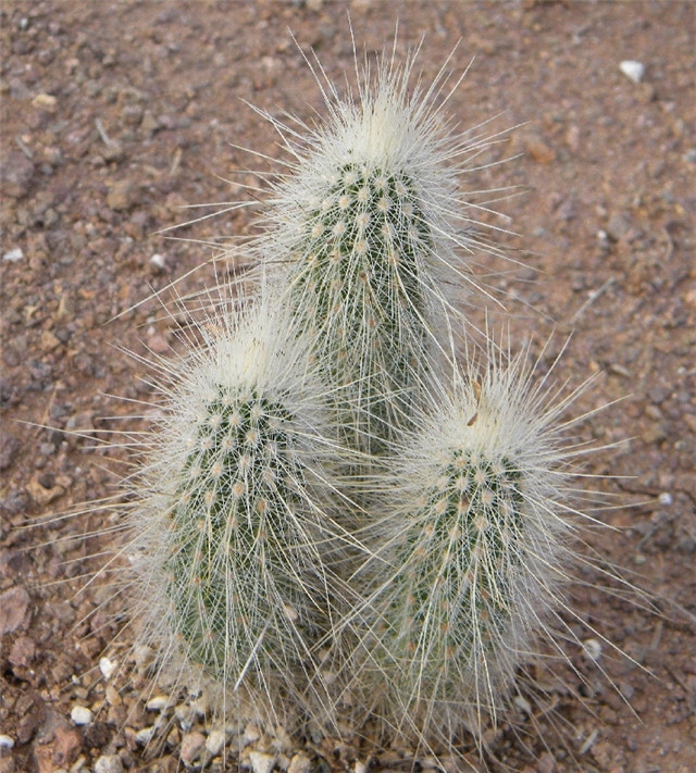 Echinocereus-longisetus4