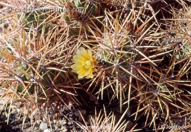 Echinocereus-maritimus-ssp.-hancockii