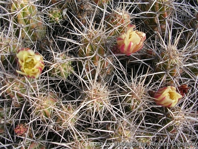 Echinocereus-maritimus1