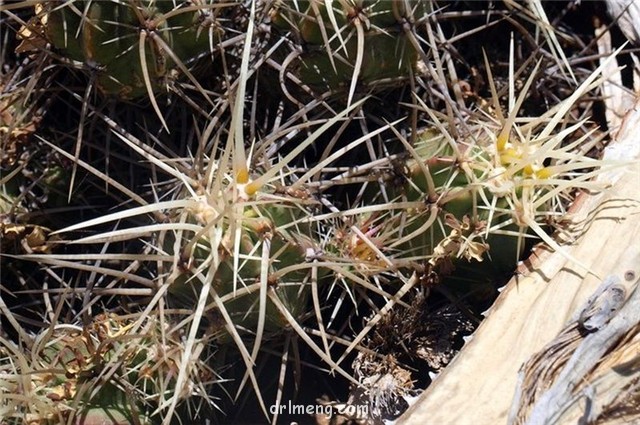 Echinocereus-maritimus3