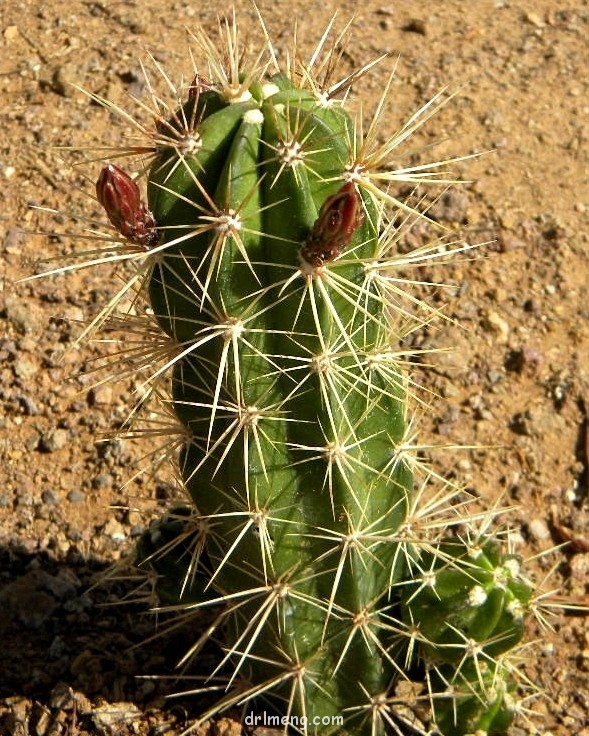 Echinocereus-maritimus5