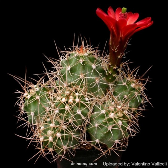 Echinocereus-mojavensis1