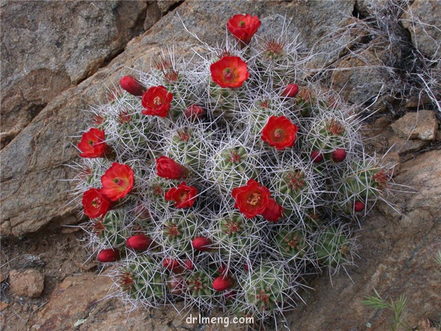 Echinocereus-mojavensis2