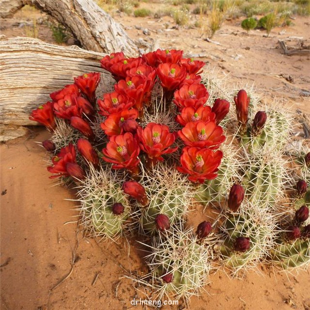 Echinocereus-mojavensis3