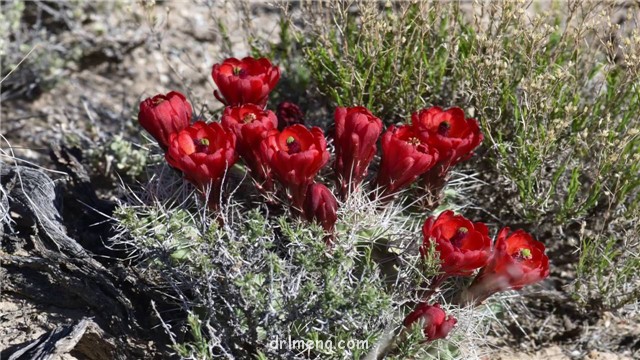 Echinocereus-mojavensis4