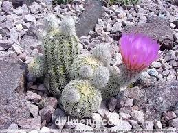 Echinocereus-oklahomensis1