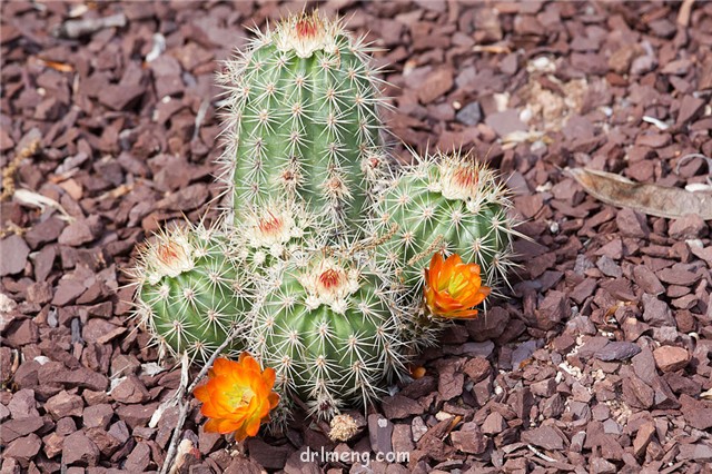 Echinocereus-pacificus1