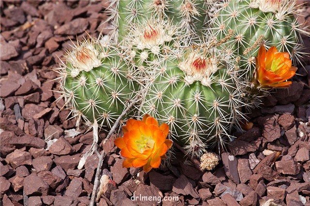 Echinocereus-pacificus2