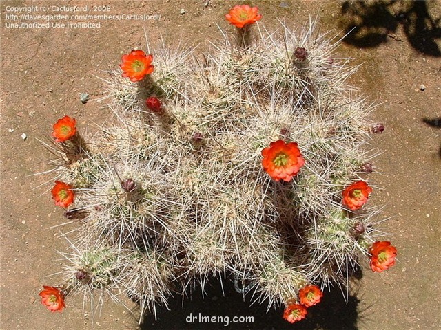 Echinocereus-pacificus4