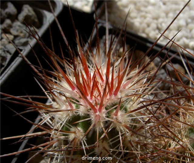 Echinocereus-pacificus5