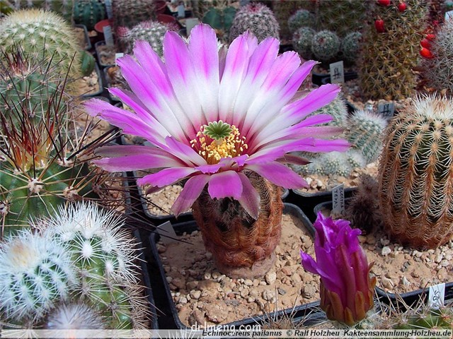 Echinocereus-pailanus1