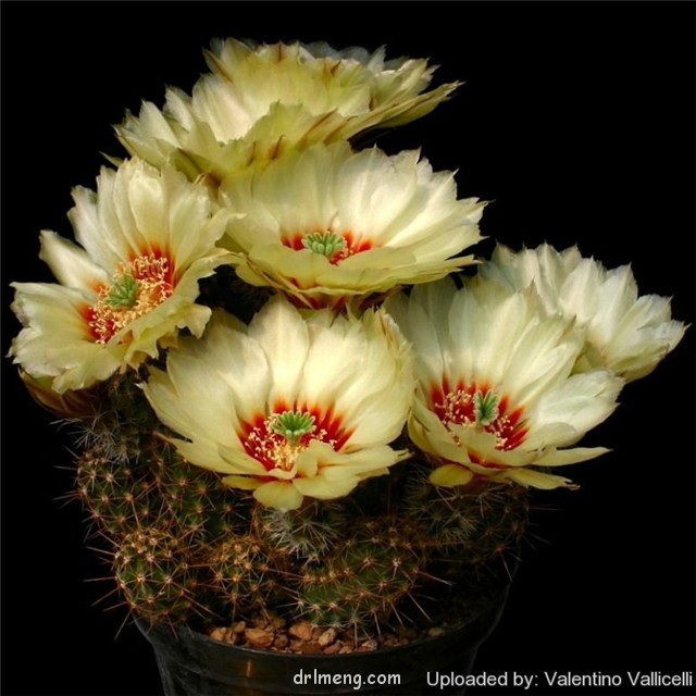 Echinocereus-papillosus-var.-angusticeps1