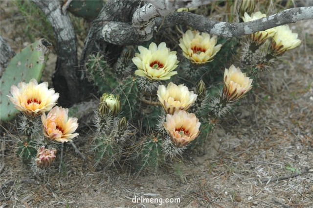 Echinocereus-papillosus4