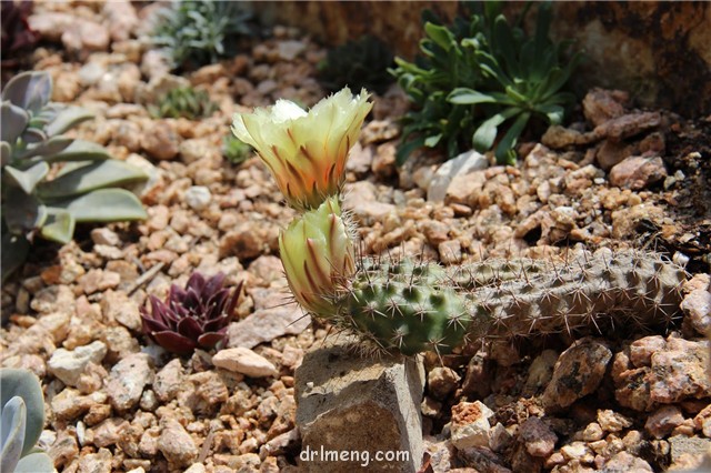 Echinocereus-papillosus5