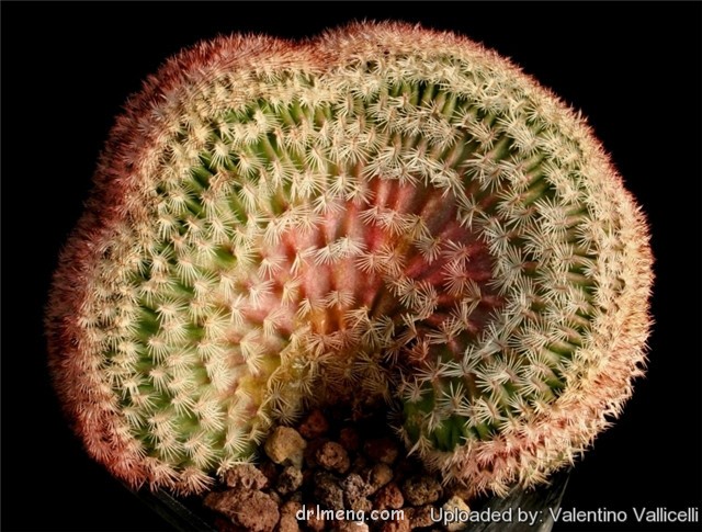 Echinocereus-pectinatus-f.-cristatus1