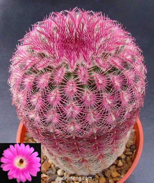 Echinocereus-pectinatus1