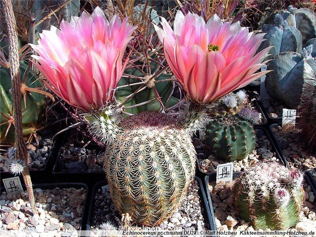 Echinocereus-pectinatus4