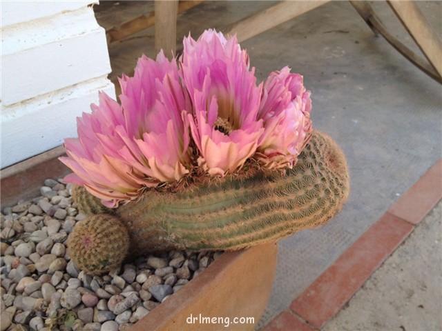 Echinocereus-pectinatus5