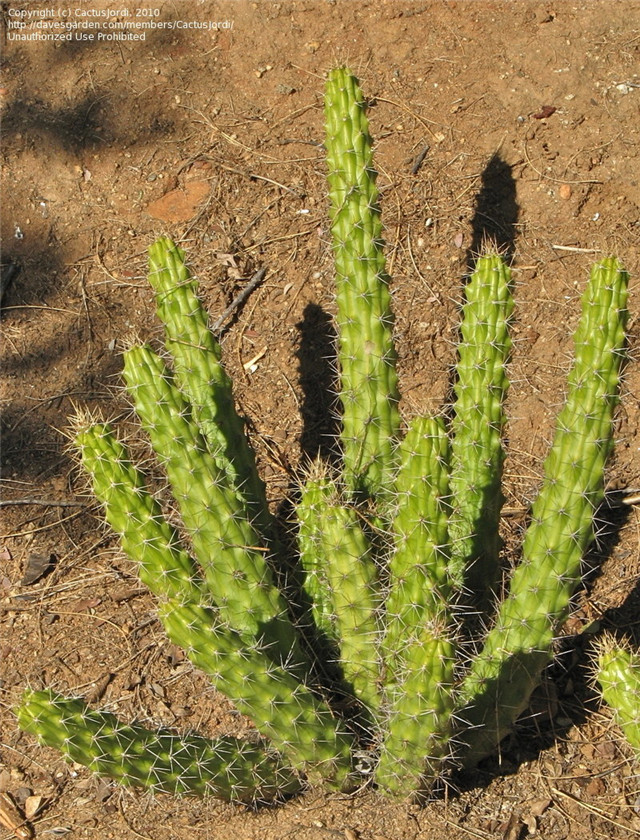 Echinocereus-pensilis4