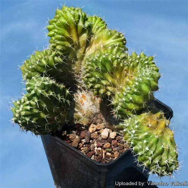 Echinocereus-pentalophus-f.-cristatus