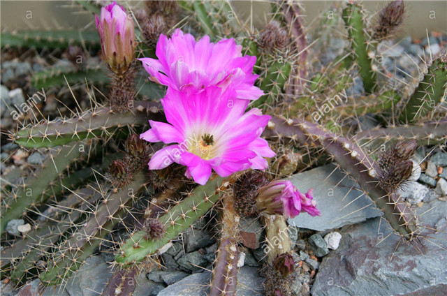 Echinocereus-pentalophus2