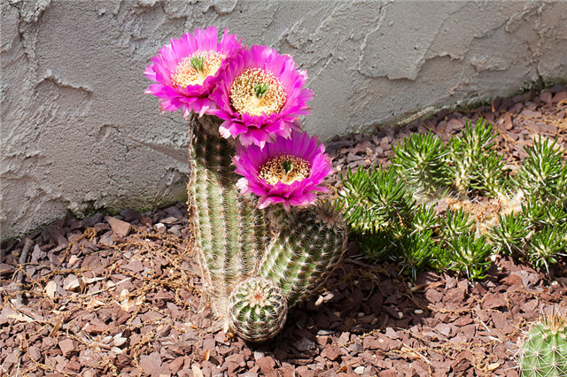 Echinocereus-perbellus2