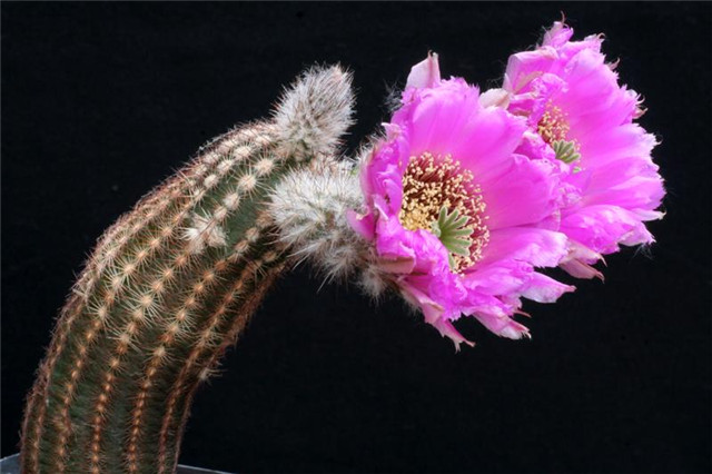 Echinocereus-perbellus3