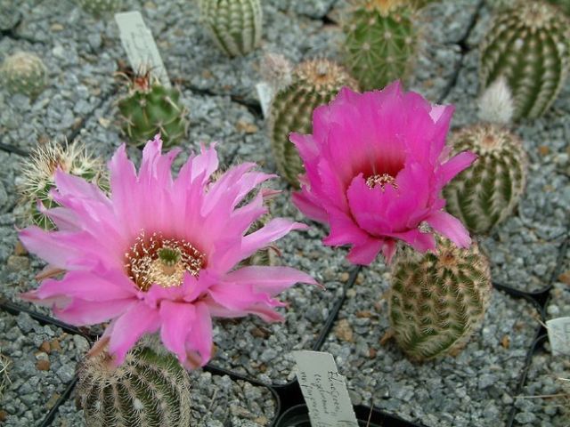 Echinocereus-perbellus4