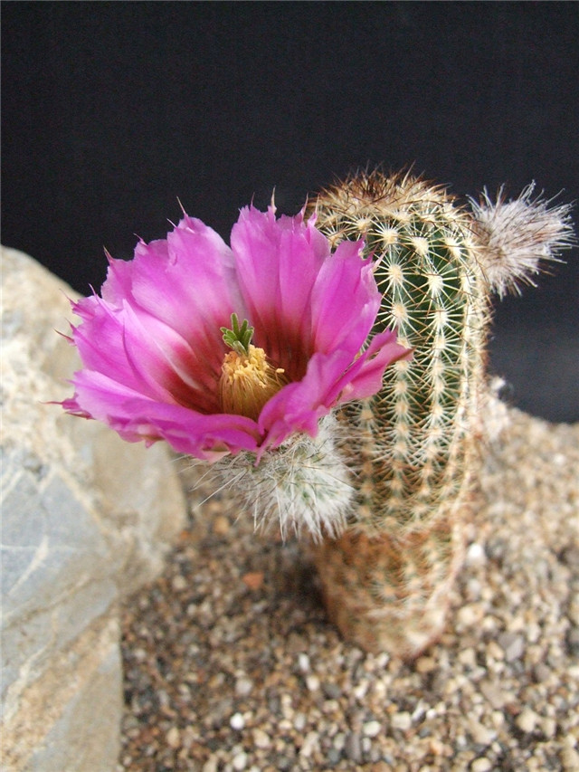 Echinocereus-perbellus5