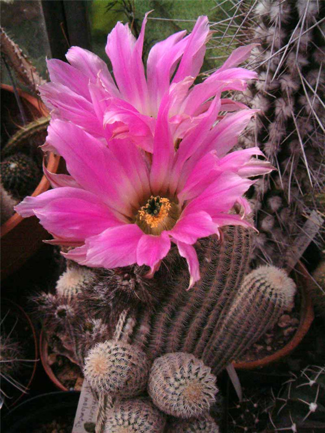 Echinocereus-primolanatus2