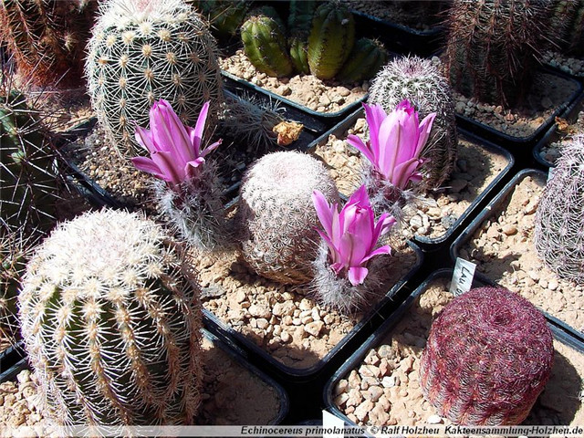 Echinocereus-primolanatus5