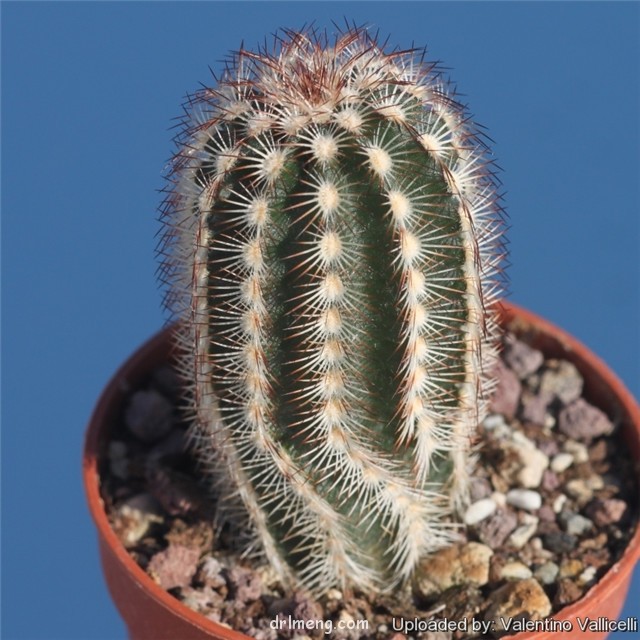 Echinocereus-purpureus1