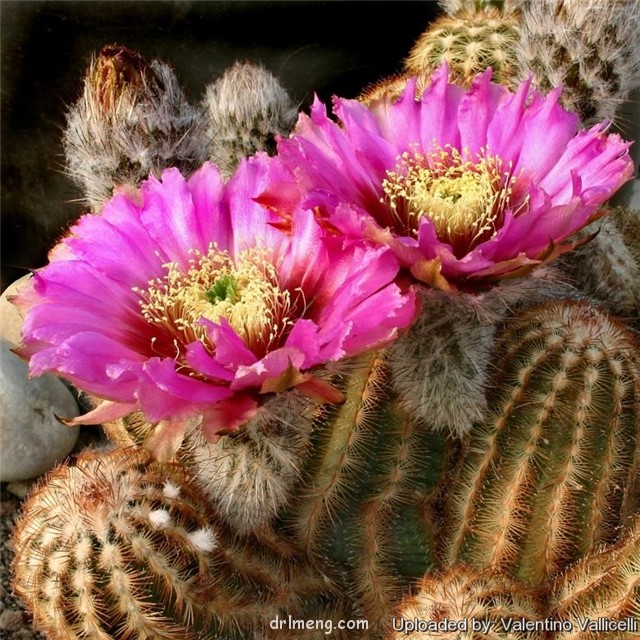 Echinocereus-purpureus2