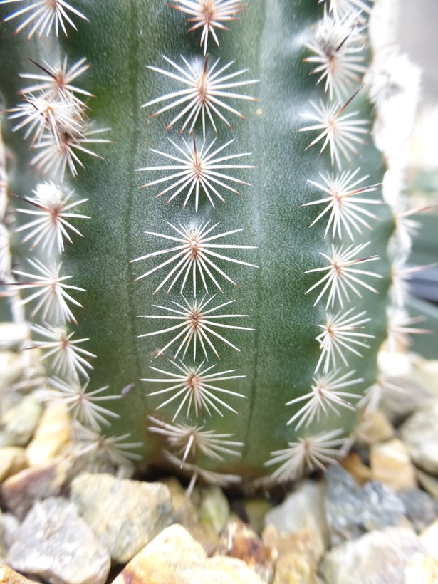 Echinocereus-reichenbachii-var.-albertii2