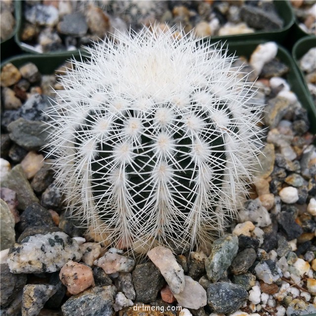 Echinocereus-reichenbachii-var.-albispinus1