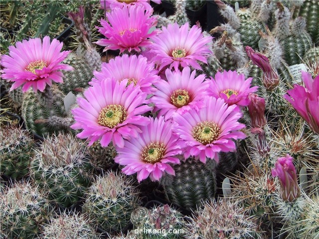 Echinocereus-reichenbachii