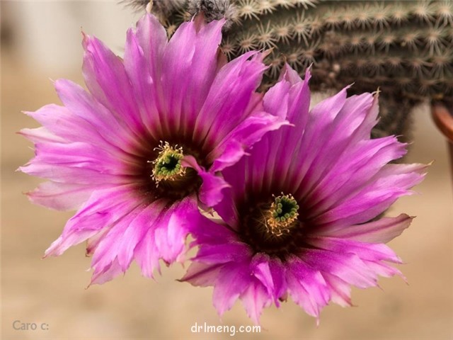 Echinocereus-reichenbachii0