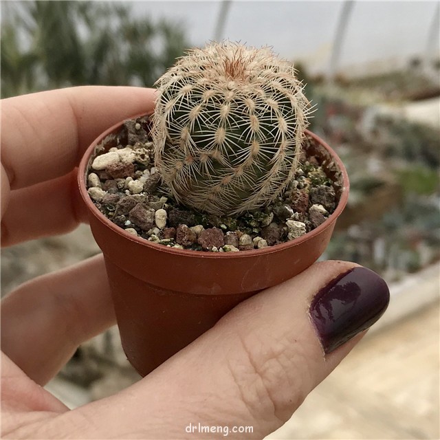 Echinocereus-reichenbachii3