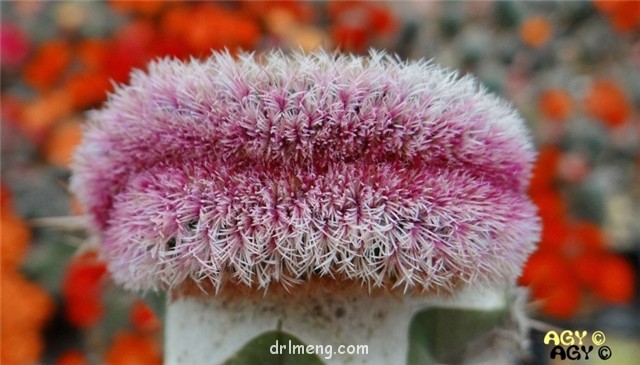 Echinocereus-rigidissimus-f.-cristata1