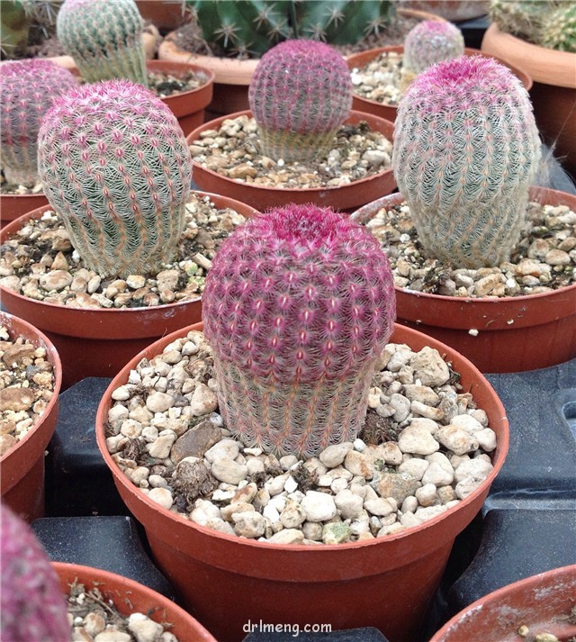 Echinocereus-rigidissimus-var.-rubispinus1