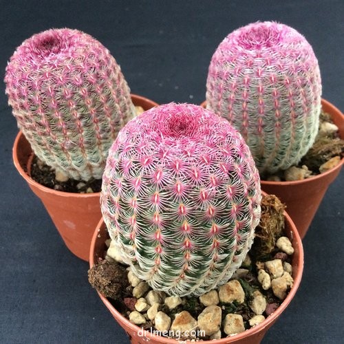 Echinocereus-rigidissimus-var.-rubispinus2-1