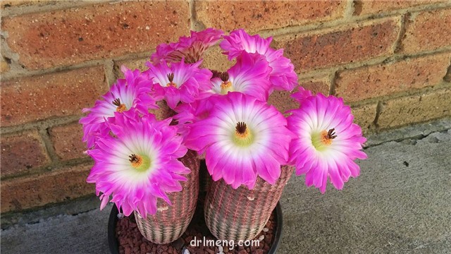 Echinocereus-rigidissimus1-1