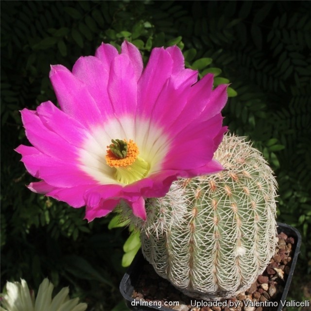 Echinocereus-rigidissimus3