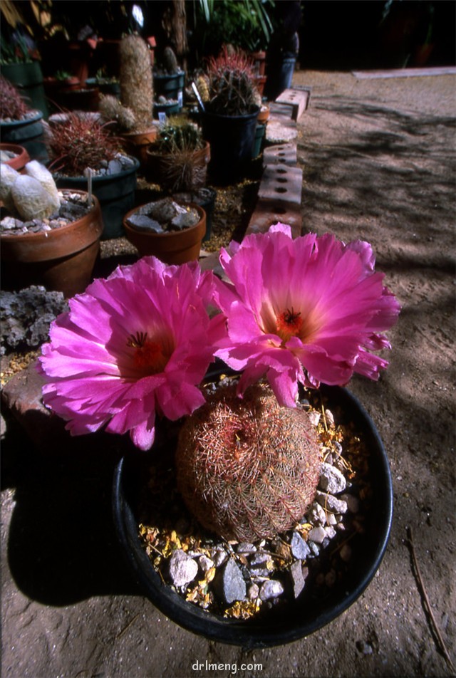 Echinocereus-rigidissimus5