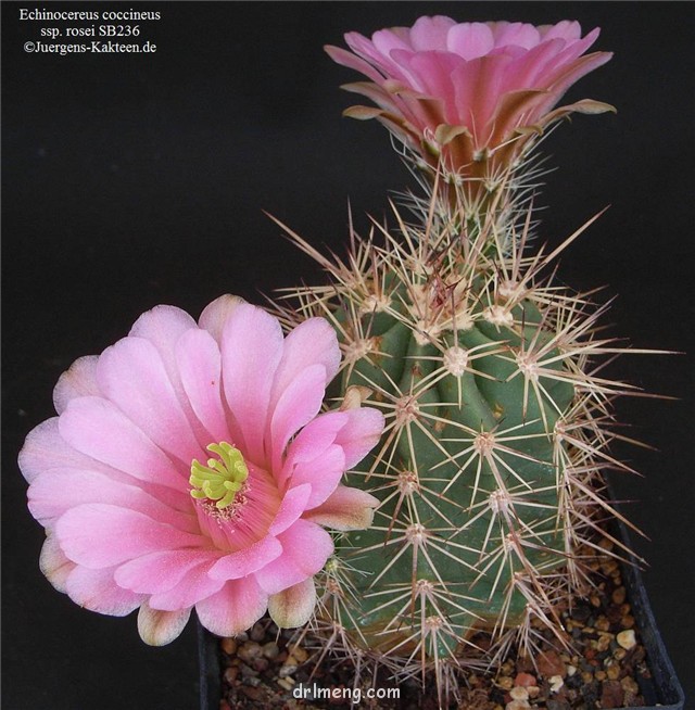 Echinocereus-rosei1