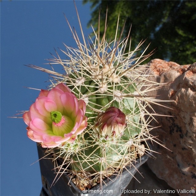 Echinocereus-rosei2