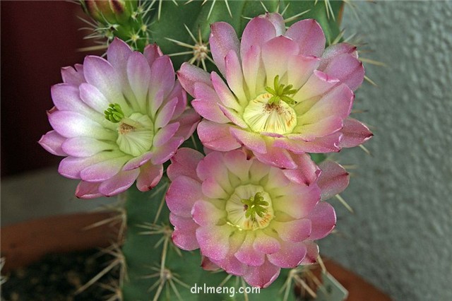 Echinocereus-rosei3