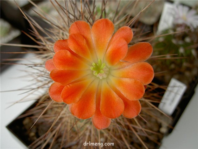 Echinocereus-rosei4