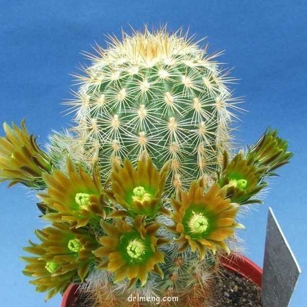 Echinocereus-russanthus-v.-neocapillus1